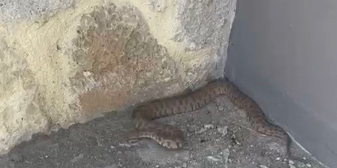 Isırığı Bir İnsanı Öldürmeye Yetiyor: 2 Metrelik Engerek Yılanı Görüntülendi