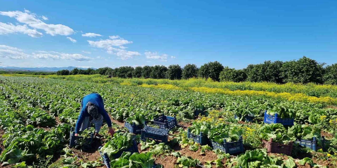 Tarımda Üretici Enflasyonu Martta Yüzde 61,87 Oldu