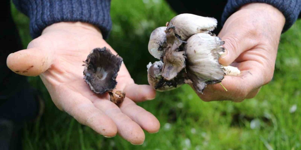 Doğadan Toplanan Mantarlara Dikkat