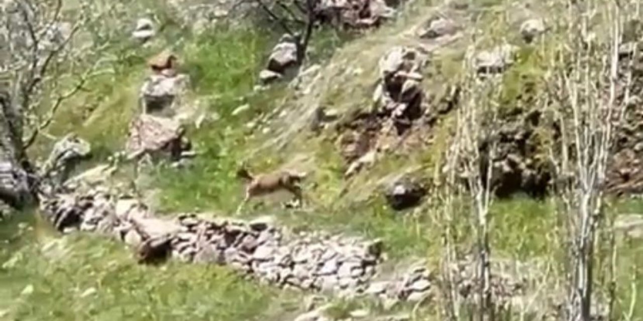 Elazığ’da Dağ Keçileri Görüntülendi