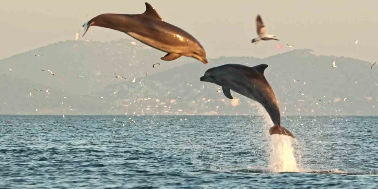 İstanbul’da Yunusların Coşkusu Kameraya Yansıdı