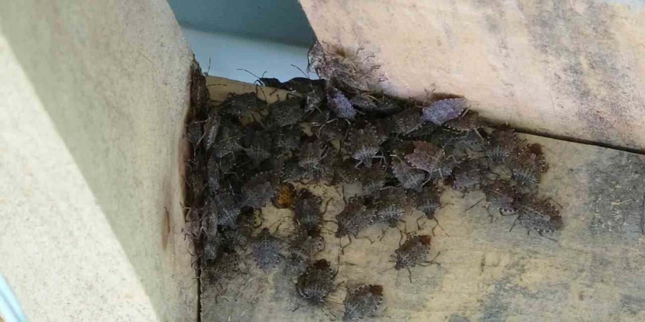 Ordu’da Kahverengi Kokarca İstilası