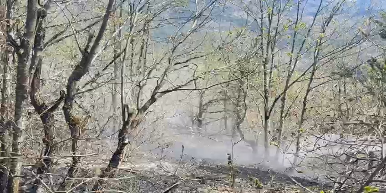 Artvin'de orman yangını; 2 hektar alan zarar gördü