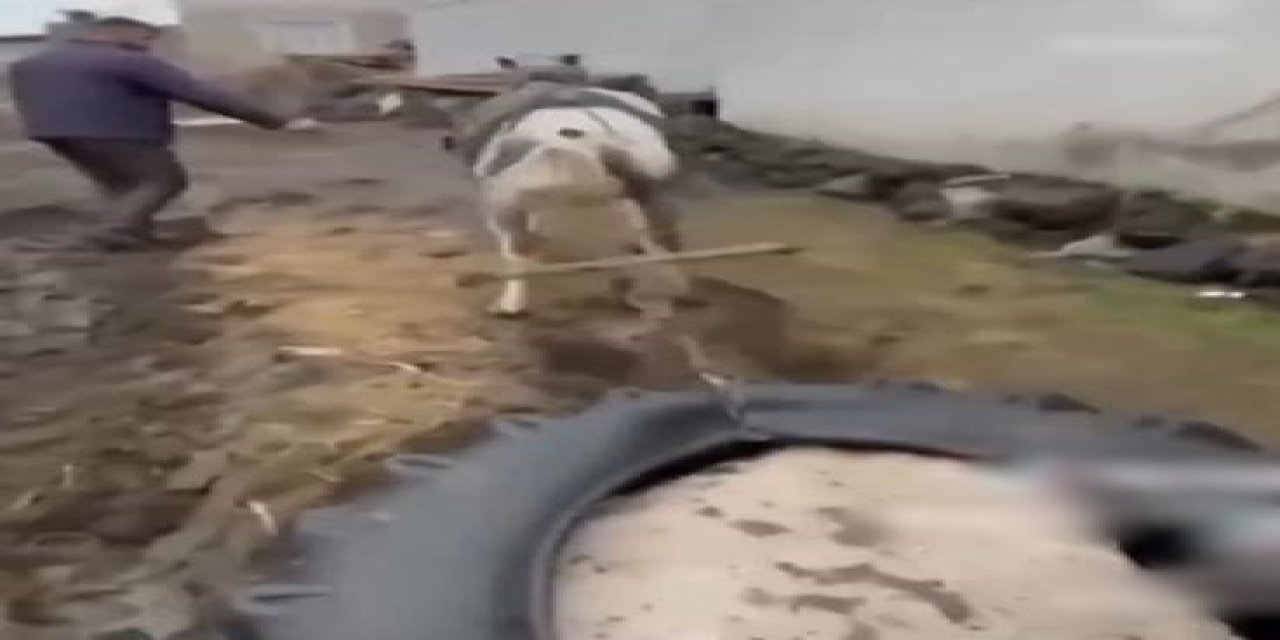 Ata Eziyet Eden Kişilere Ceza Kesildi