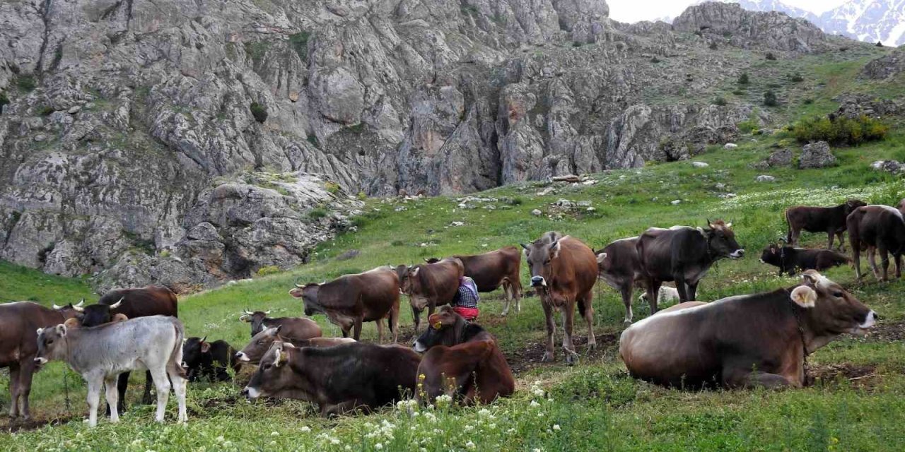 40 Bin Tl Maaşla Çoban Bulamayınca Çözümü Nöbetleşmekte Buldular