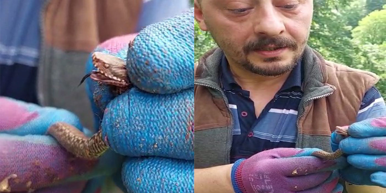 Rize’de yavru bir yılan yakalayan iki kardeşin güldüren diyaloğu