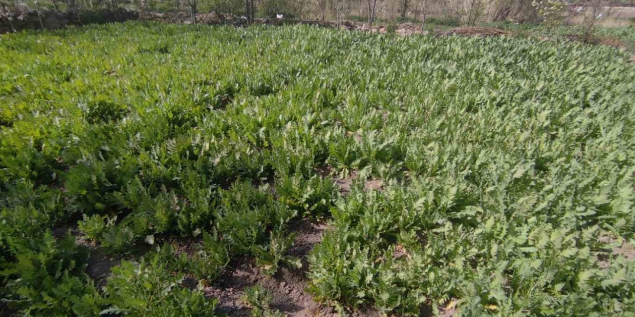 İzinsiz Haşhaş Eken 4 Kişi Gözaltına Alındı