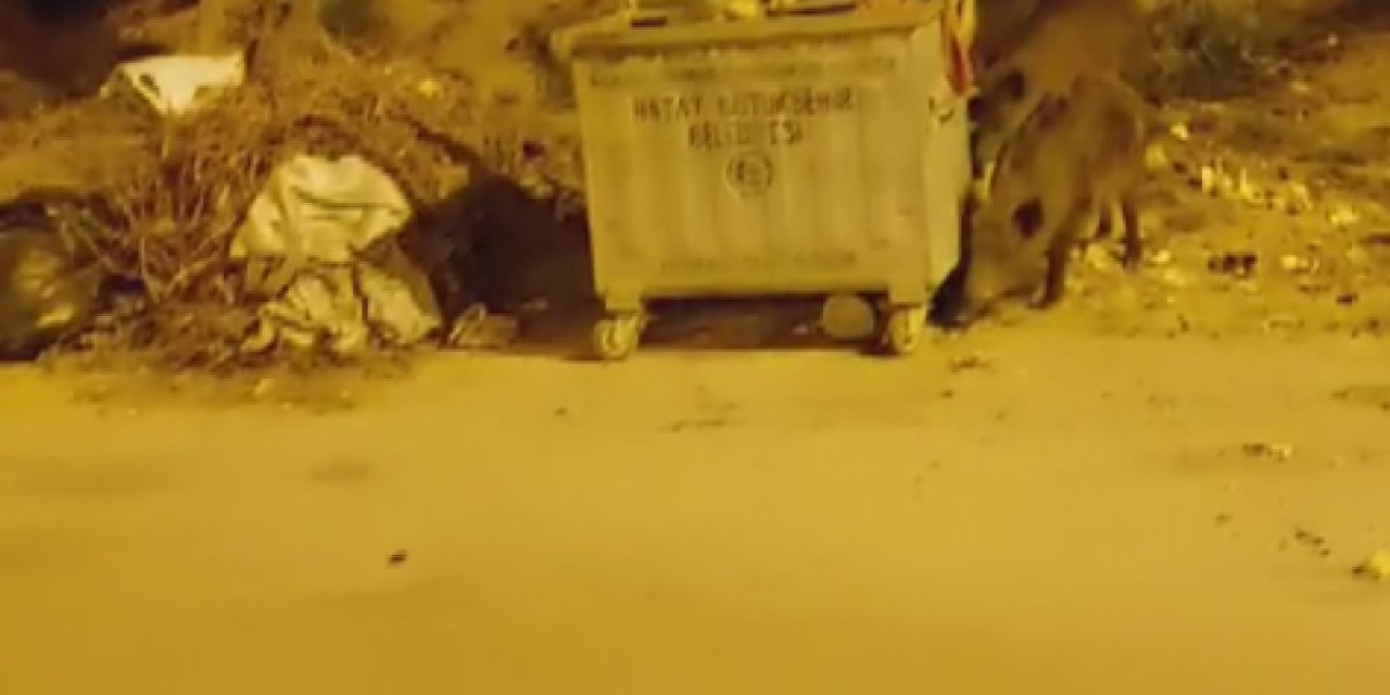 Köpek Gibi Çöp Karıştıran Yaban Domuzlarından Şehir Turu