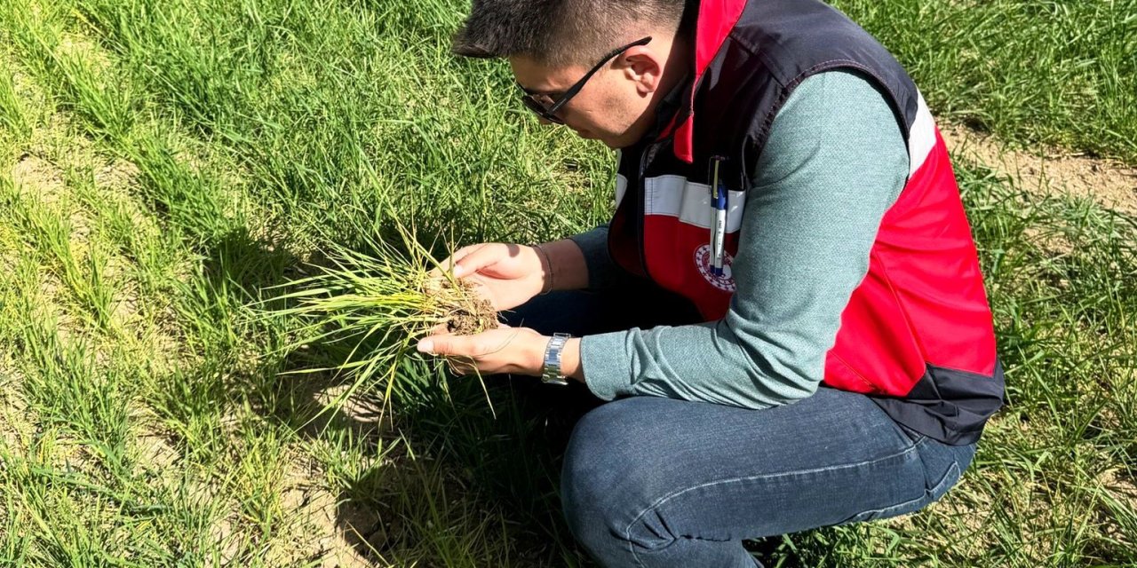 Dumlupınar’da Hububat Ekili Arazilerde Ürün Gelişim, Hastalık Ve Zararlı Kontrolleri