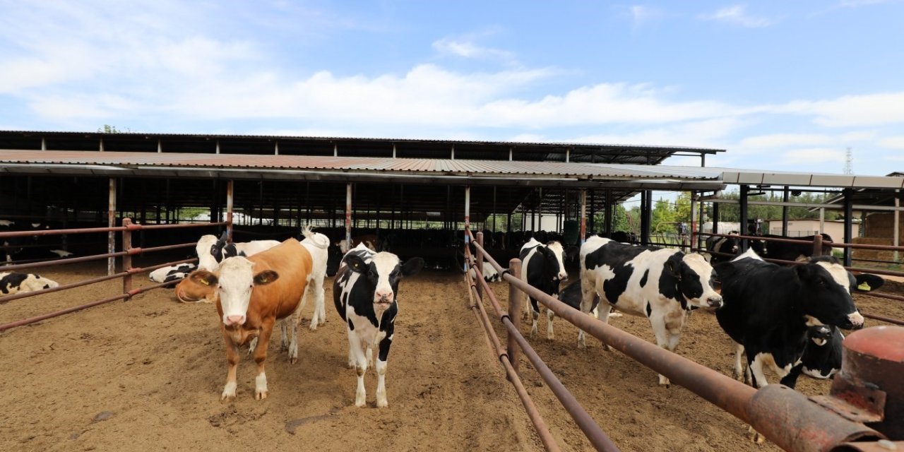 Rektör Özkan: "dondurma Ve Büyükbaş Hayvan Et Üretim Tesisimizi Hayata Geçirmeyi Planlıyoruz”