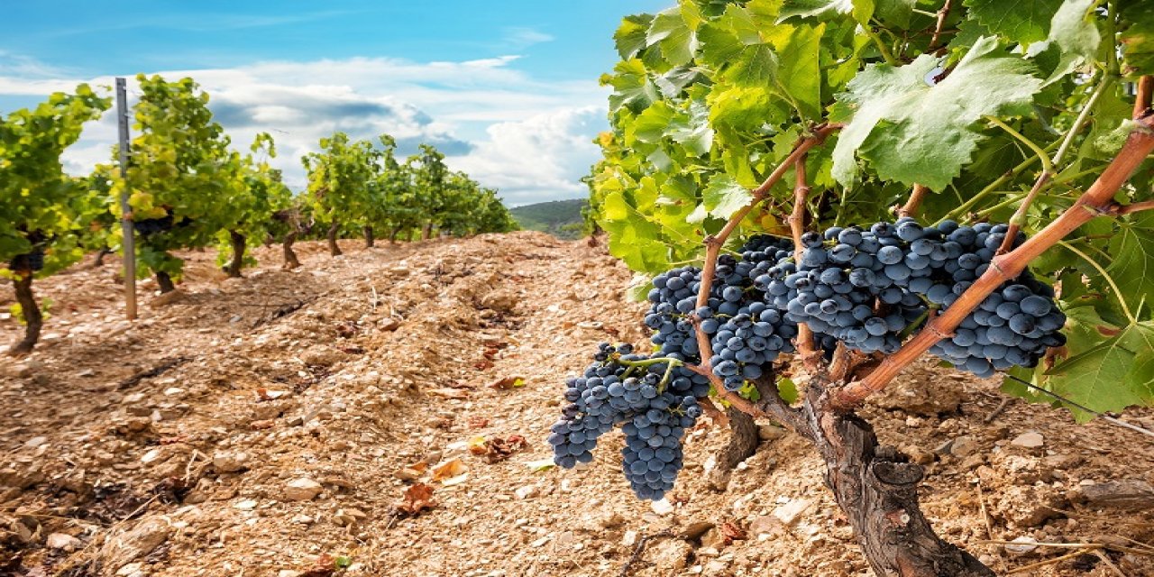 Yatırım Platformu Değerse’den Çanakkale Üzüm Yetiştiriciliğini Teşvik Edecek Proje