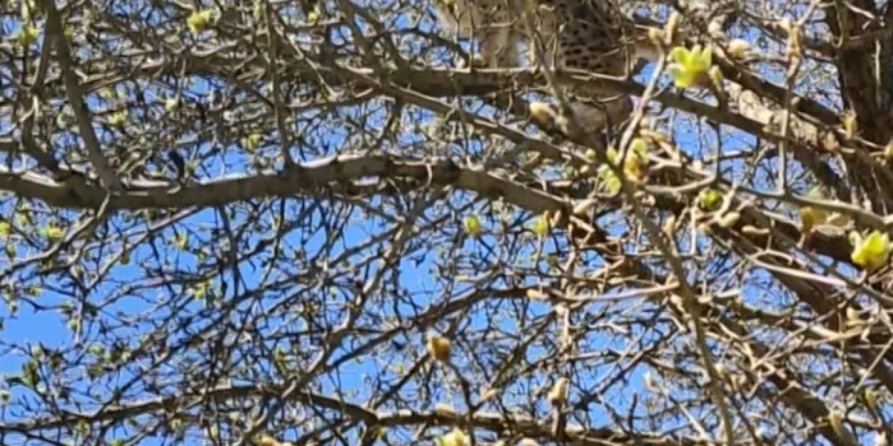 Vaşak, Kangal Köpeklerinden Ağaca Tırmanarak Kurtuldu