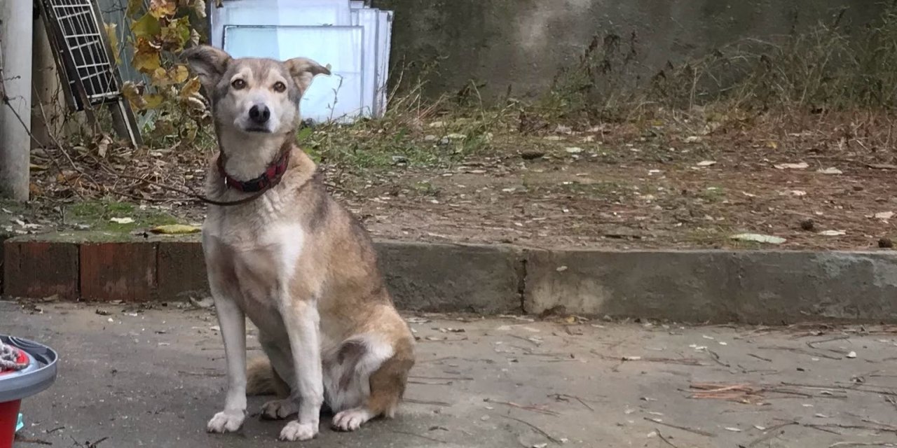 İstanbul - Sarıyer’de Otomobil Sürücüsünün Köpeği Ezip Kaçtığı Anlar Kamerada