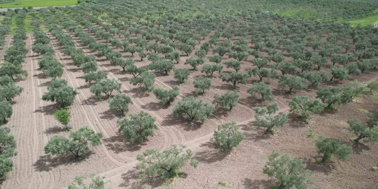 Aşırı Yağış Zeytini Vurdu