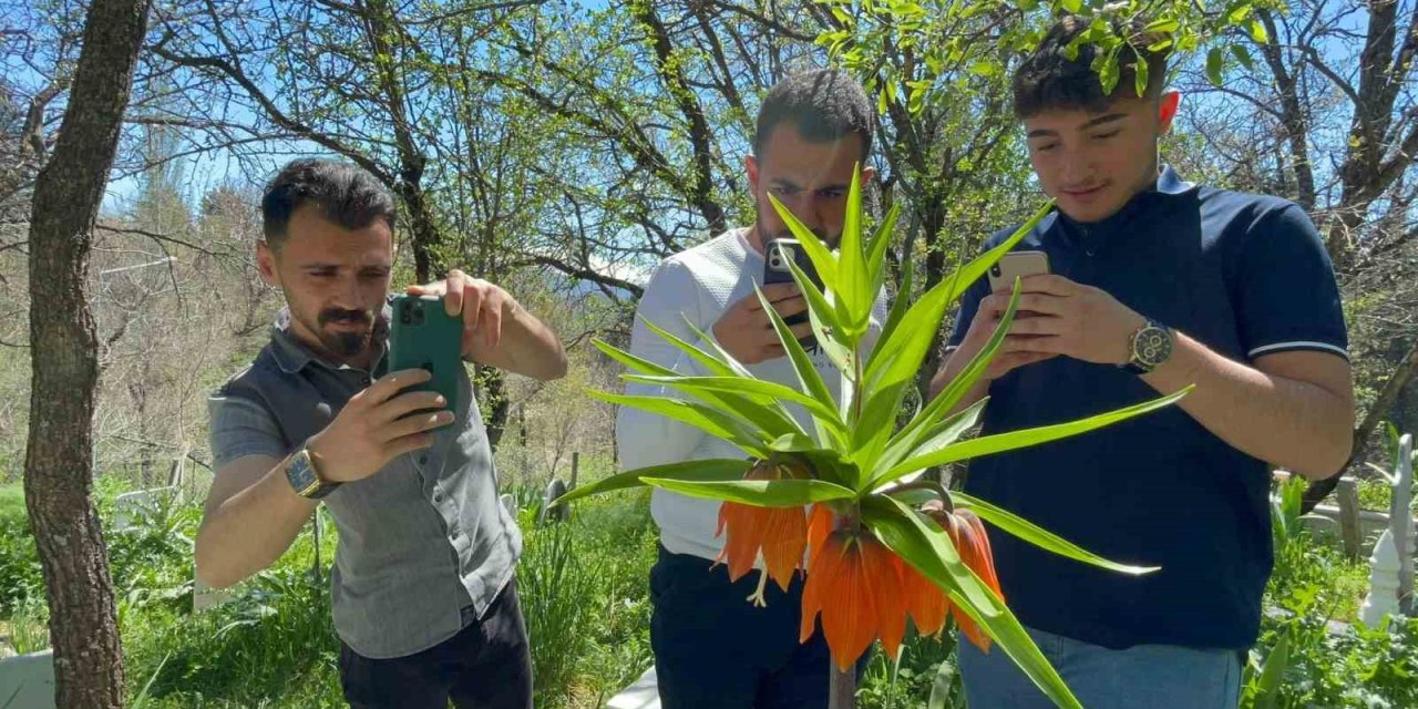 ‘Hüzün Çiçeği’ni Koparanlara 244 Bin 315 Tl Ceza