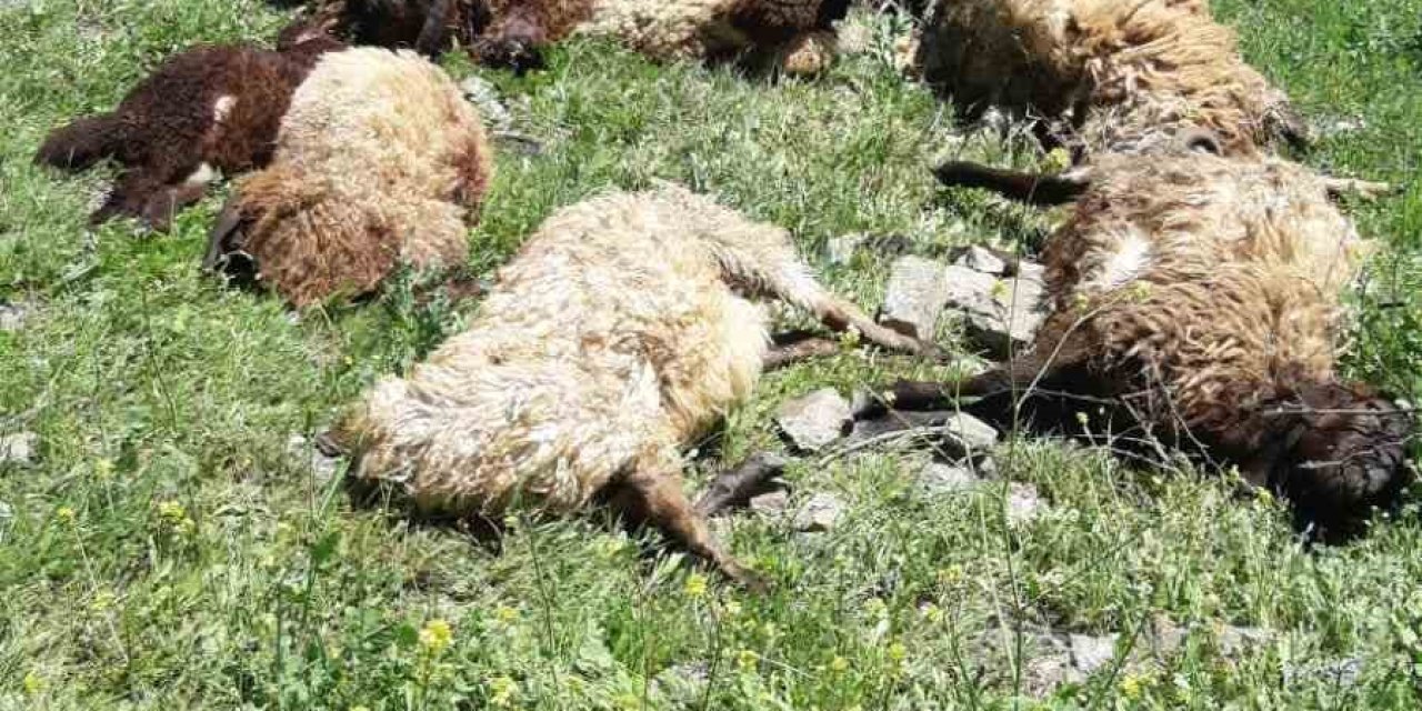 Batman’da Ağıla Giren Kurt 10 Koyunu Telef Etti