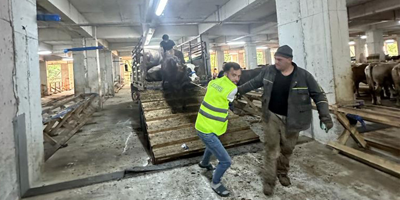 Rize’ye İlk Kurbanlıklar Geldi