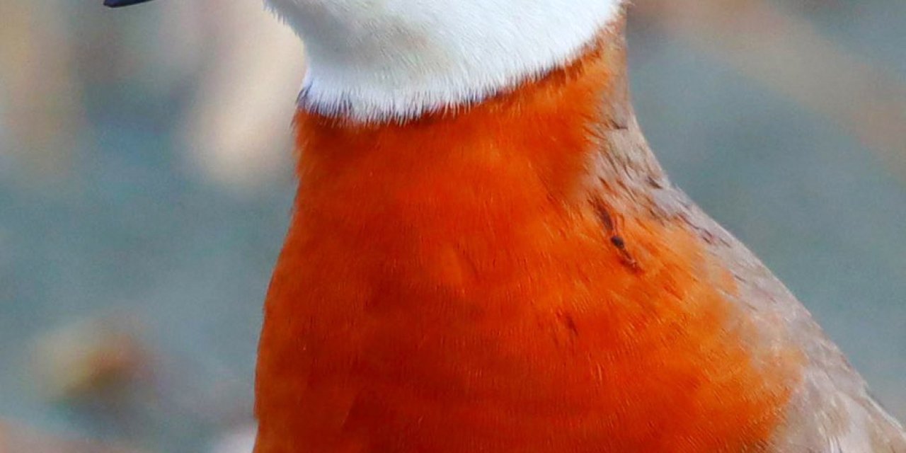 Kene Uyarısı; Göçmen Kuşlarla Afrika'dan Geliyor