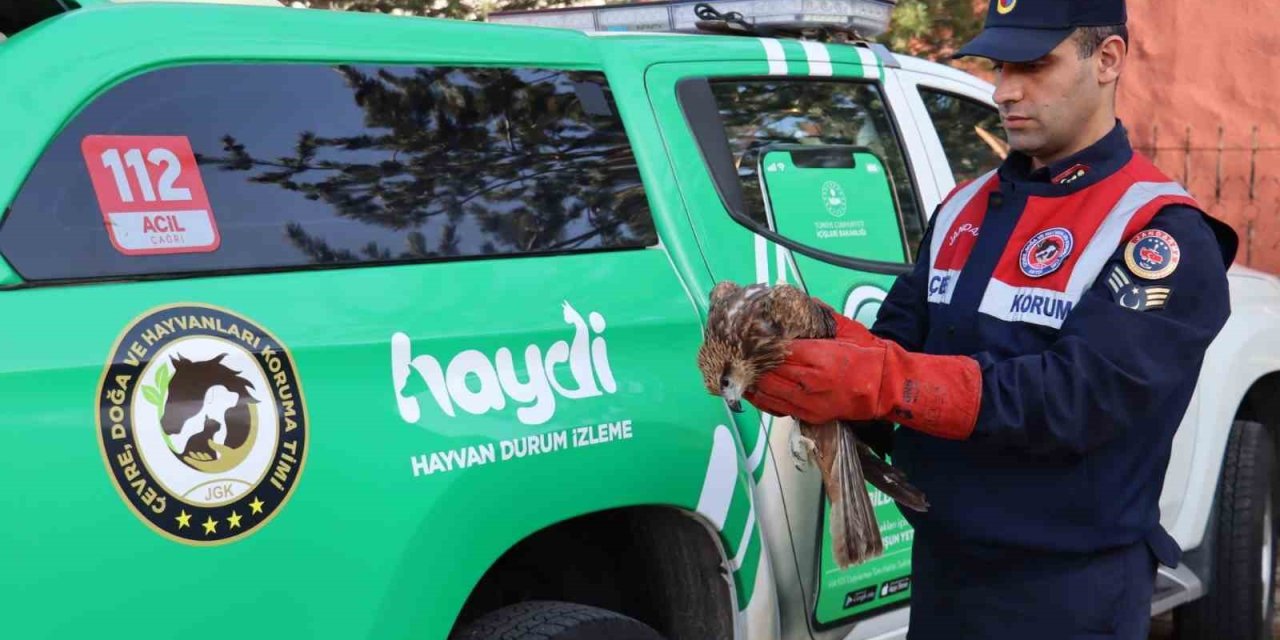 Ağrı’da Yaralı Halde Bulunan Şahin Tedavi Altına Alındı