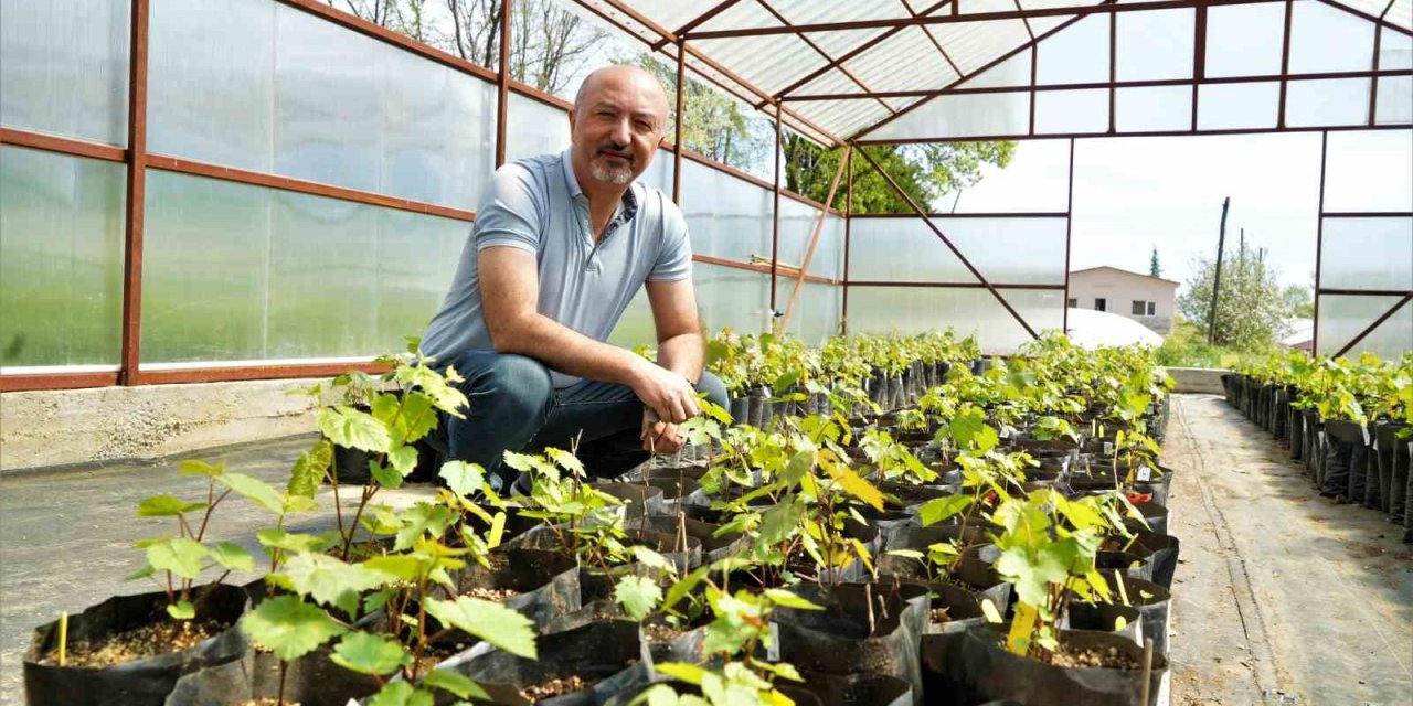 Tarım İlaçsız Çekirdeksiz Üzümler Geliyor