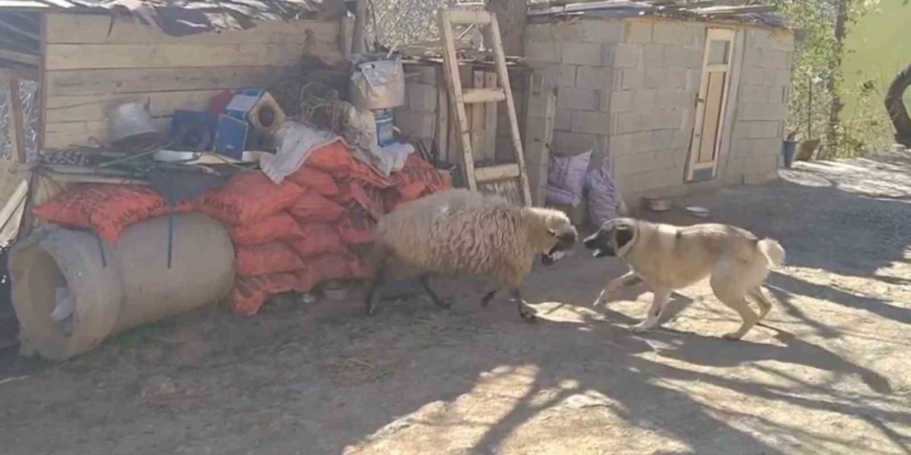 Birlikte Büyüyen Koyun İle Köpeğin Kıyasıya Mücadeleye Sahne Olan Oyunları İzleyenleri Gülümsetti