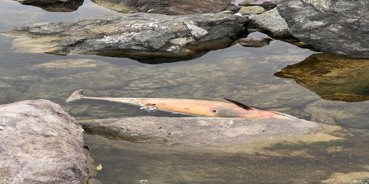 Artvin’de Ölü Yunus Balıkları Kıyıya Vurdu