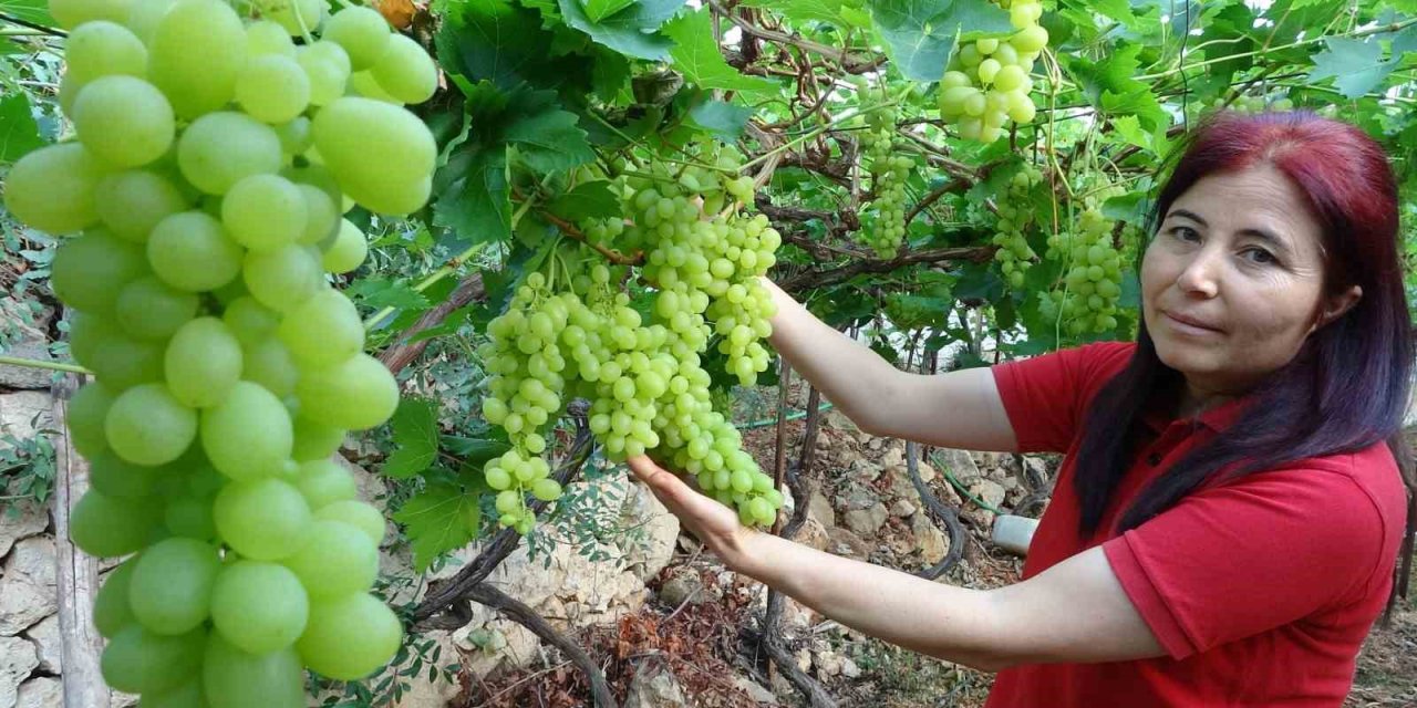 Turfanda Üzüm Hasadı Başladı