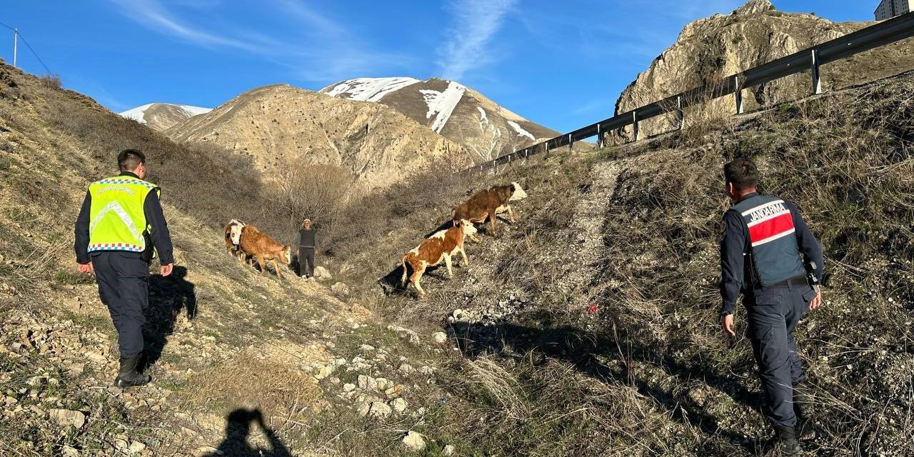 Kayıp 4 Büyükbaş Hayvanı Jandarma Drone İle Buldu