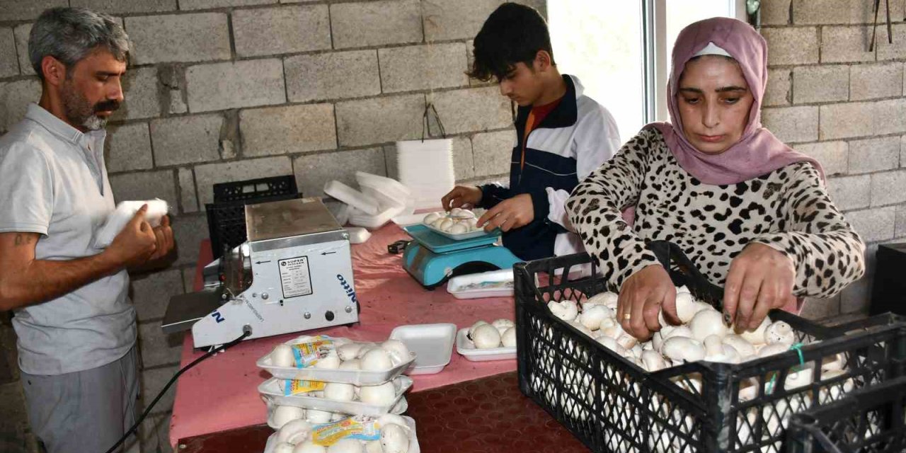 Kadın Girişimci Evinin Önünde Kurduğu Serada Mantar Yetiştiriyor