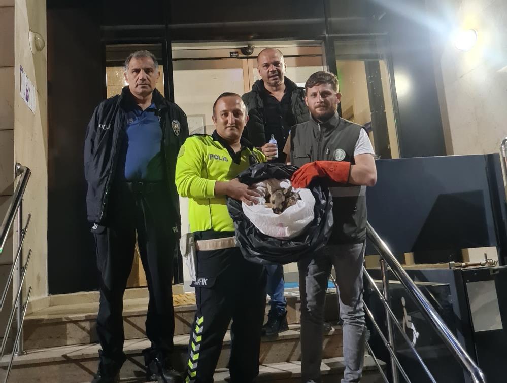 Yavru Yavru Karacaya Polis Şefkati...