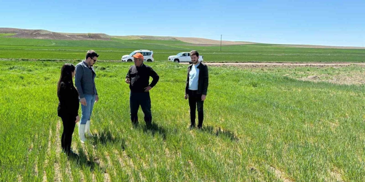 Şefaatli’de Ekili Alanlar Kontrol Edildi