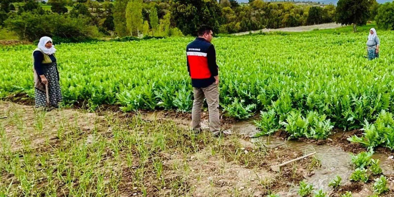 Emet’te Hububat, Haşhaş Ekili Araziler Ve Meyve Bahçelerinde Ürün Hastalık Ve Zararlı Kontrolleri