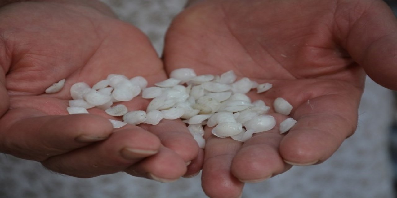 Bu Balık Böbrek Taşı Düşürüyor