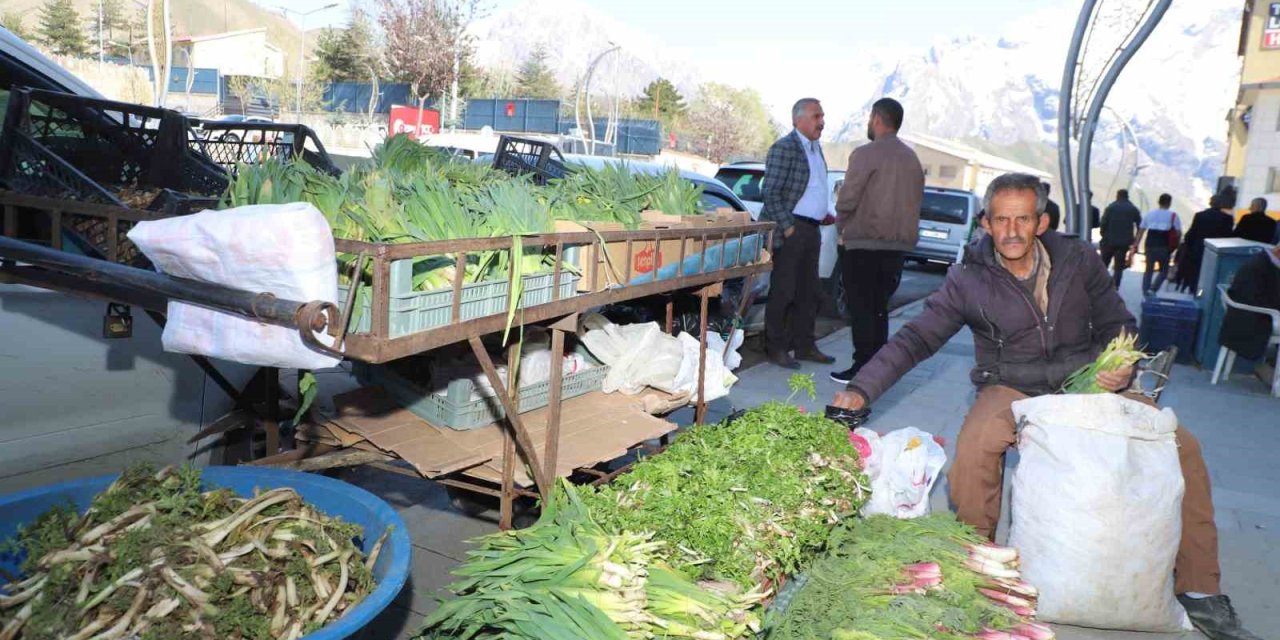 Hakkari’de Şifalı Bitkilere Büyük İlgi