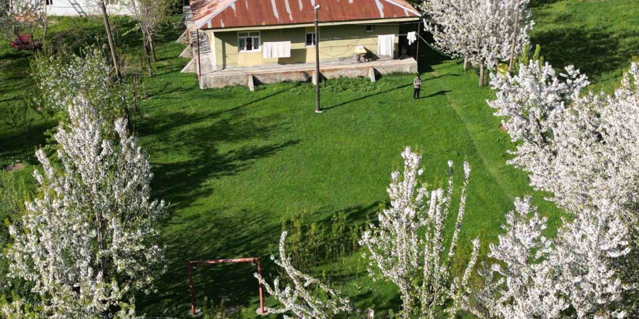 Beytüşşebap’ta Kiraz Ağaçları Köyü Beyaza Bürüdü
