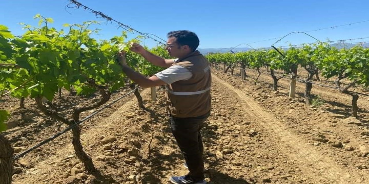 Sarıgöl’de Üzüm Üreticilerine Feromon Teli Ve Kapsül Hatırlatması