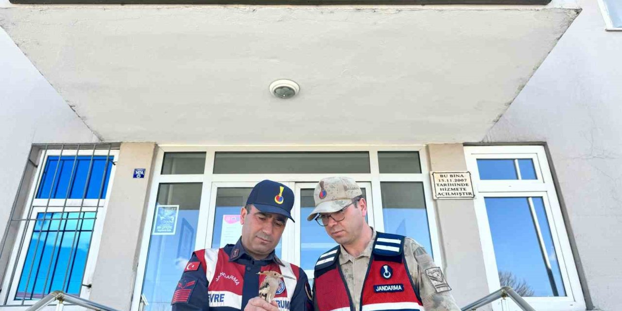 Jandarma Yaban Kuşlarına Sahip Çıktı