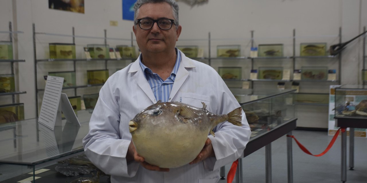 'Balon Balıklarıyla Mücadelede Tek Çare; Yerli Türleri Korumak'