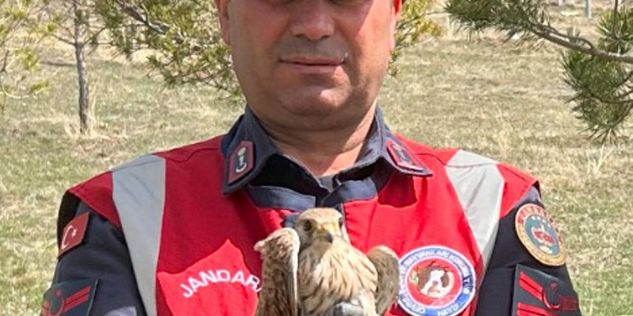 Kerkenez Ve İbibik Kuşlarına Jandarma Şefkati