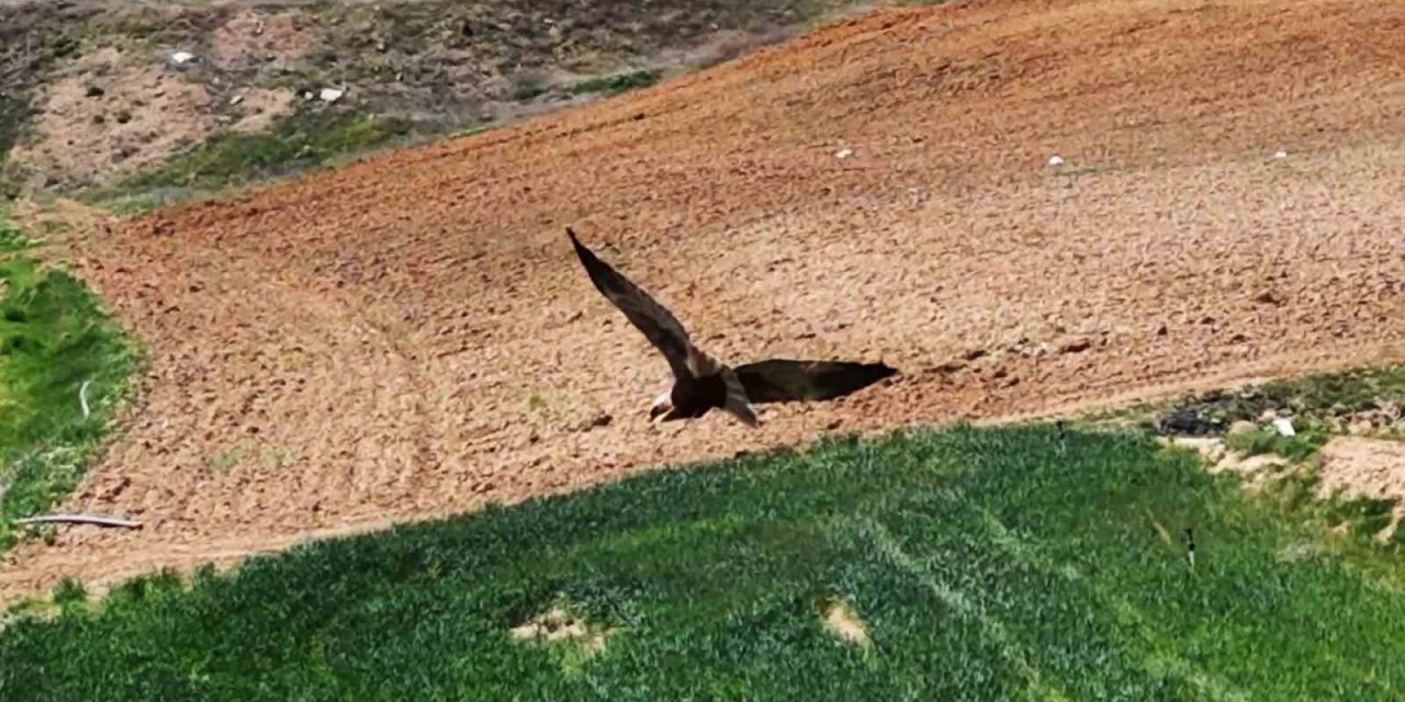 Kırıkkale’de Ortaya Çıktı, "Dron" İle Görüntülendi: Kızıl Tuygun Çiftçilerin Dostu Oldu