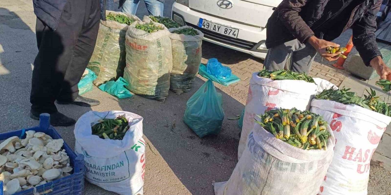Malazgirtli Vatandaşlar Şifalı Bitkileri Satarak Geçimlerini Sağlıyor