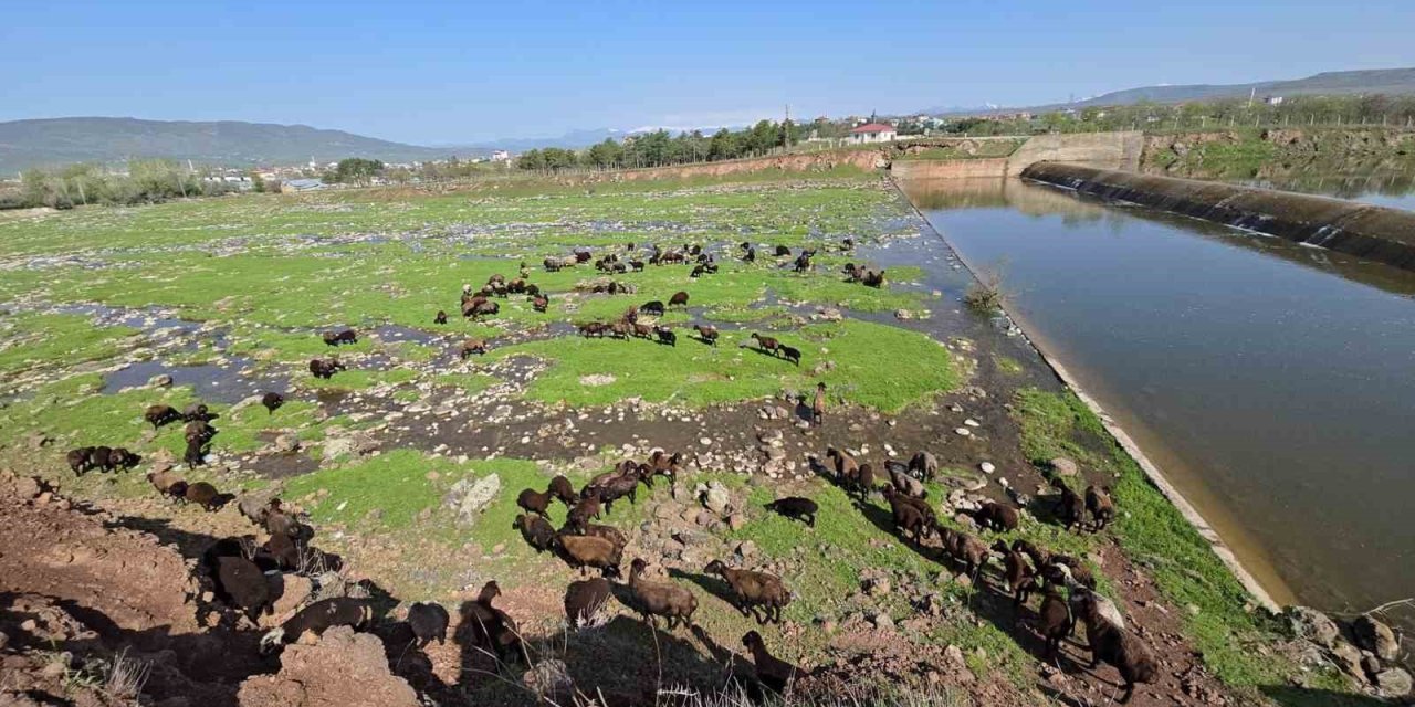 Elazığ’a Bahar Geldi, Koyun Sürüleri Otlağa İndi