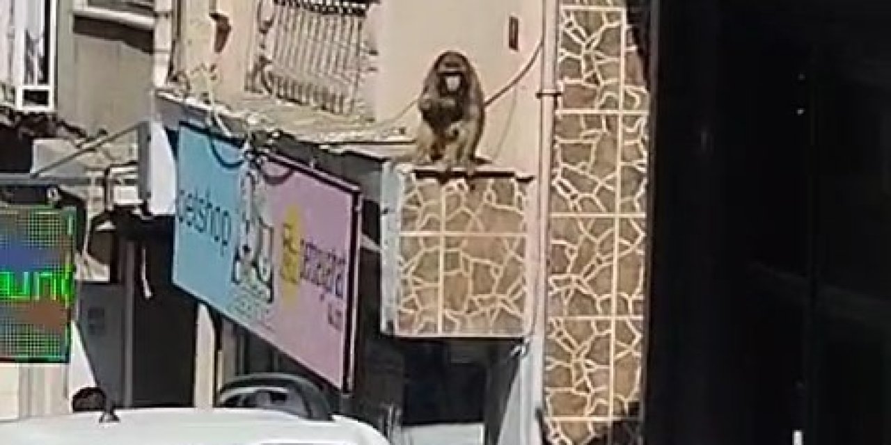 İstanbul - Fatih'te "Momo" Yine Ortalığı Karıştırdı