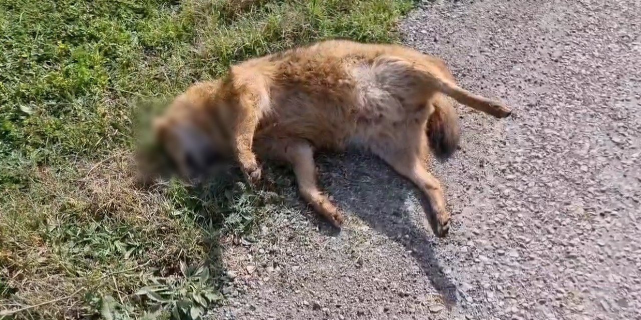 Kümeslere Dadanan Çakala Otomobil Çarptı