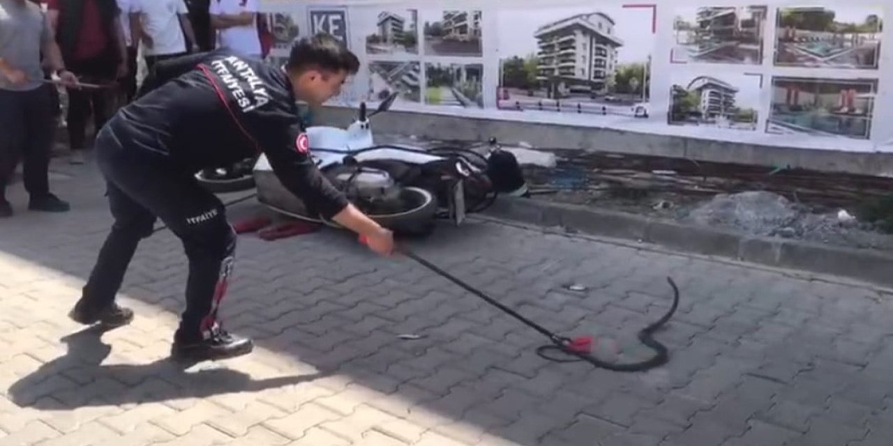 Gazipaşa’da Yılan Paniği