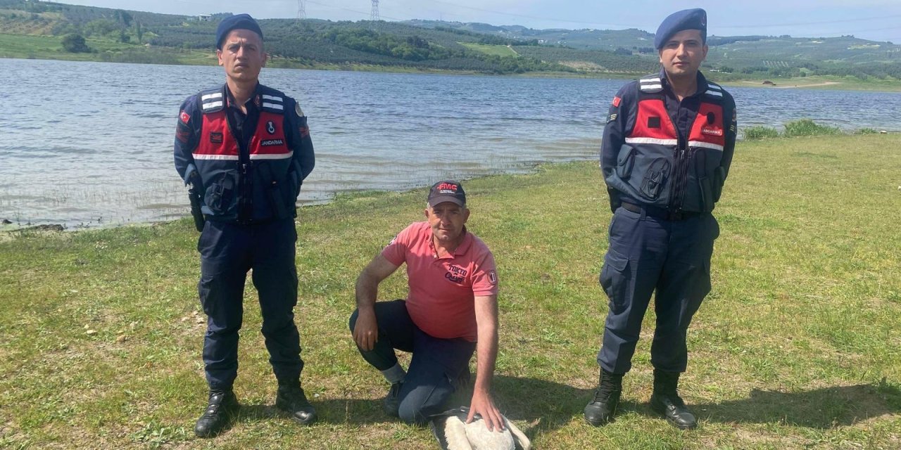 Mudanya'da Yaralı Bulunan Leylek Tedaviye Alındı