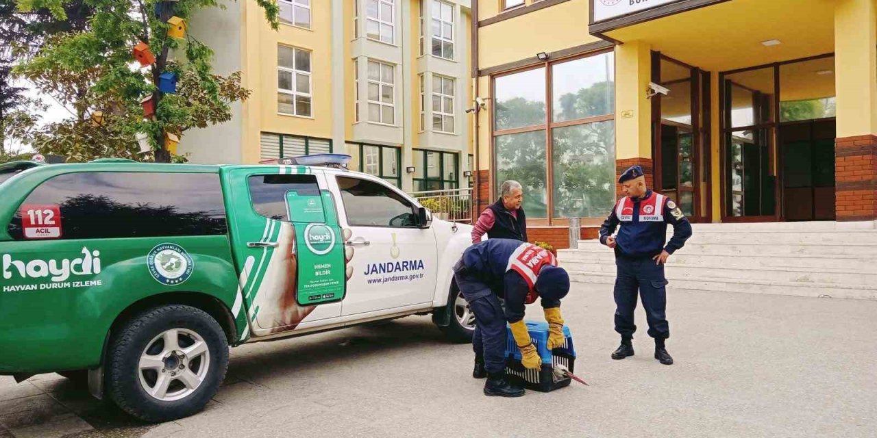 Yaralı Leyleğe Jandarma Şefkati