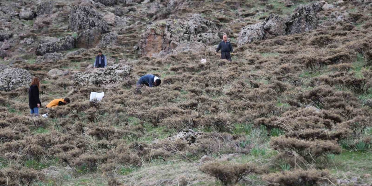 Dağlarda Çiriş Otu Bereketi