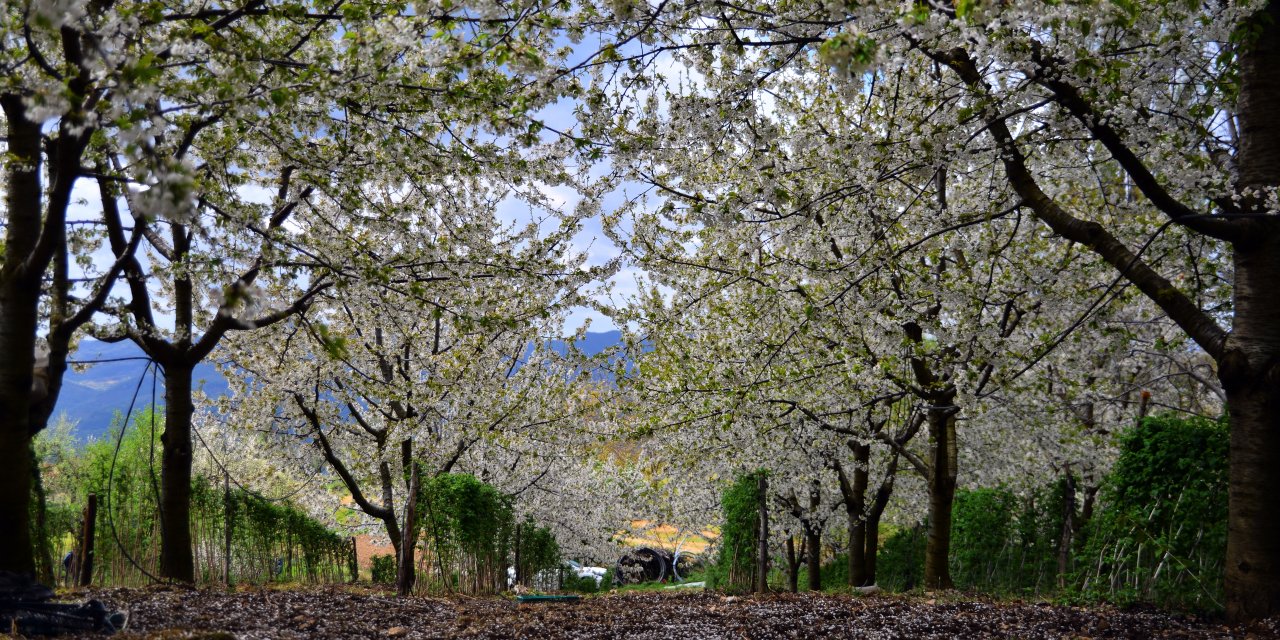 Uludağ, Bu Kez Kiraz Çiçekleriyle Beyaza Büründü