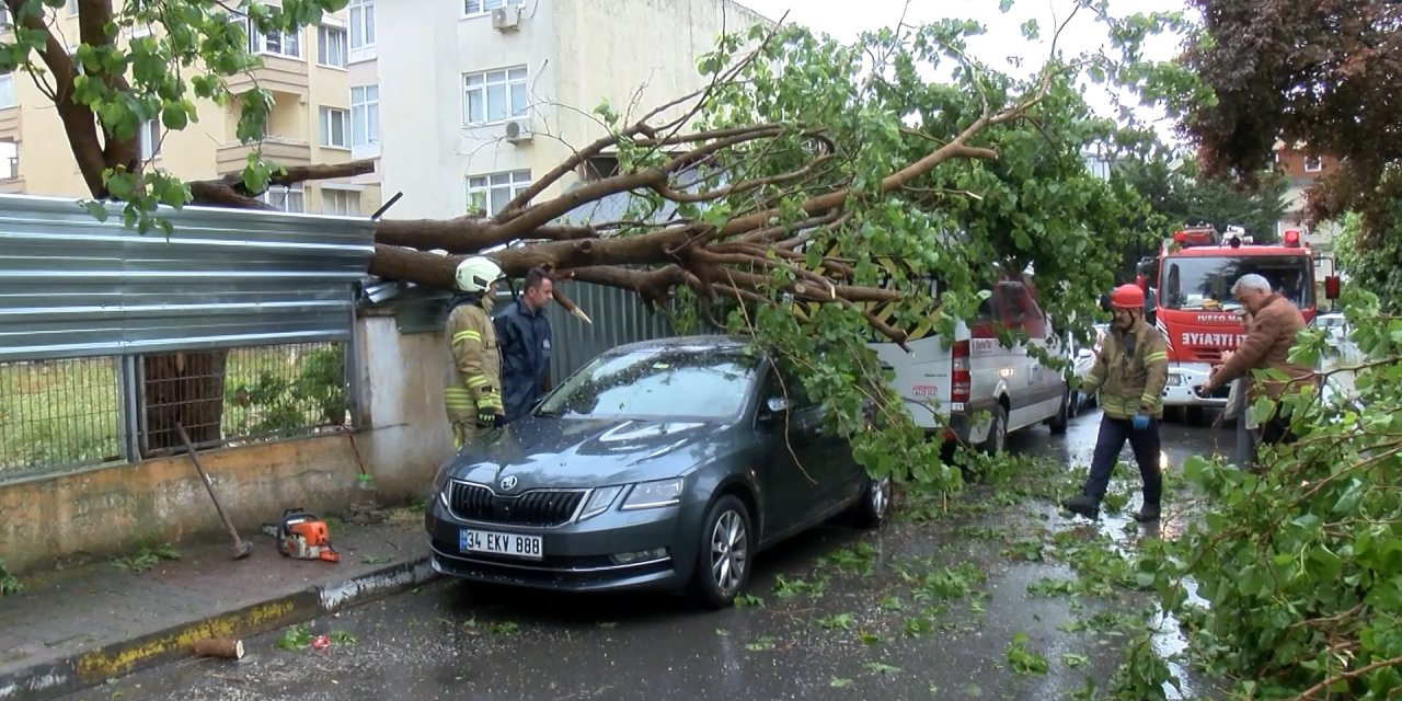 İstanbul - Maltepe’de Ağaç Park Halindeki Araçların Üzerine Devrildi